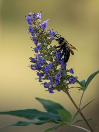 A vertical closeup of a bumblebee pollinating a Lavender flower at El Franco Lee Park in Houston,Texas