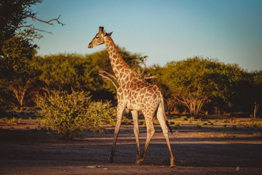 A behind shot of a cute giraffe in a field with short trees in the background
