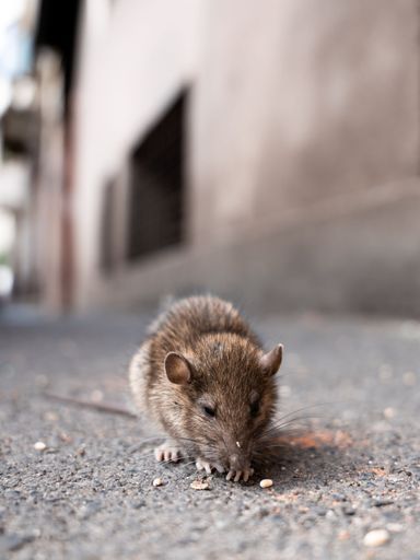 wide angle shot of rat eating something on the str