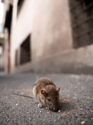 wide angle shot of rat eating something on the str