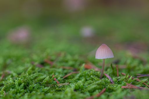A closeup shot of brown mushrooms grown in the grass on a blurred background