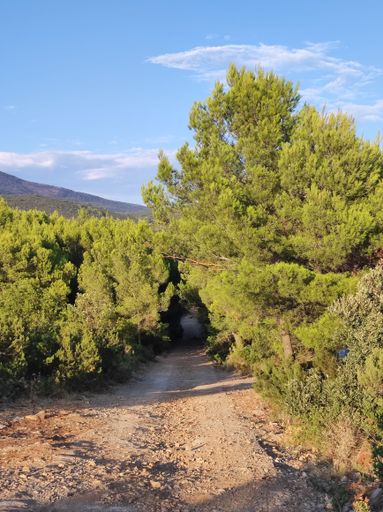 A vertical shot of a passage covered with greenery under blue cloudy sky
