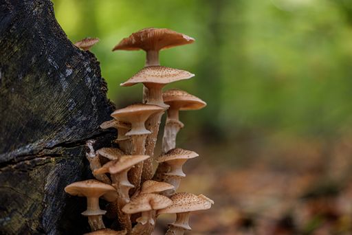 A closeup of the brown Armillaria ostoyae mushrooms with dots grown up on the wood on a blurry background