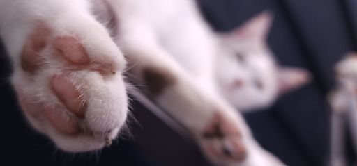 A closeup panoramic shot of the white furry cat's (Felis catus) paw with a blurred scene of the cat in the background
