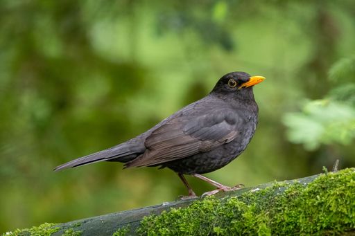 A Blackbird on a mossy  log, close-up