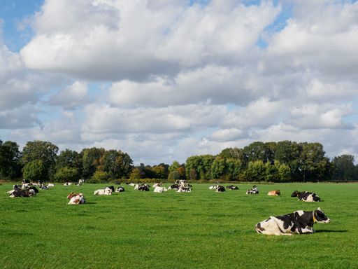 A beautiful shot of cows sitting in the field on a sunny day