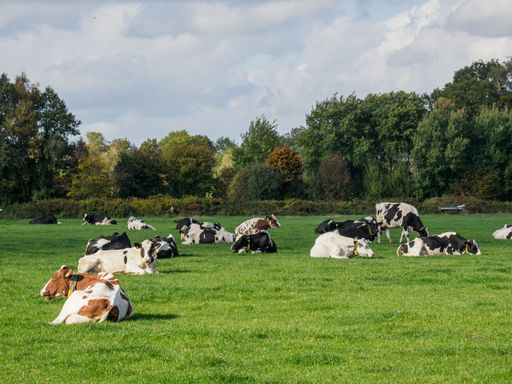 The cows in a field in Germany