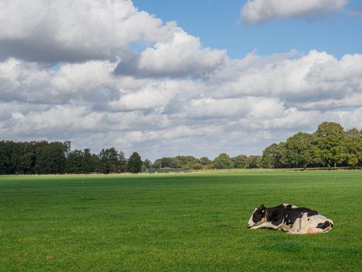 A beautiful shot of a cow sitting in the field on a sunny day