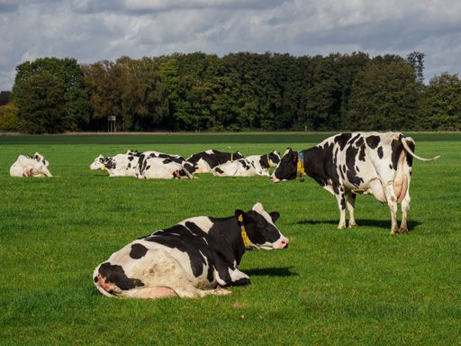 A beautiful shot of cows sitting in the field on a sunny day