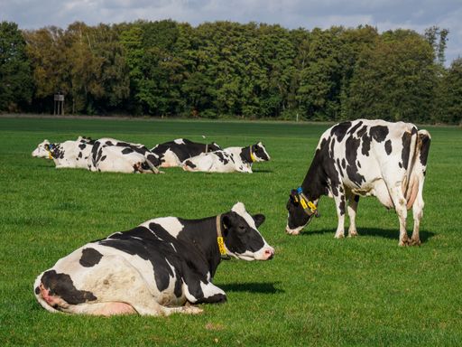 The cows in a field in Germany