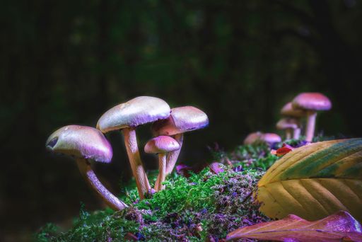 A view of a beautiful mushroom in the forest with green moss in nice light