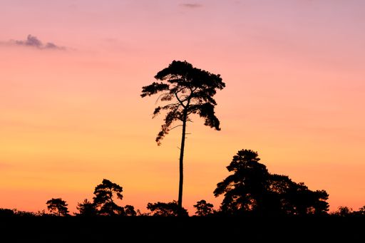 Pine and juniper as black silhouette against sky in pink and orange. a calm, dreamy landscape before sunrise