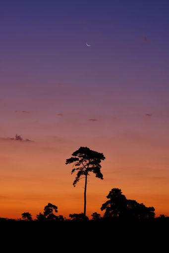 Pine trees as black silhouette against sky in pink, orange and blue with crescent moon. A calm, dreamy landscape before sunrise