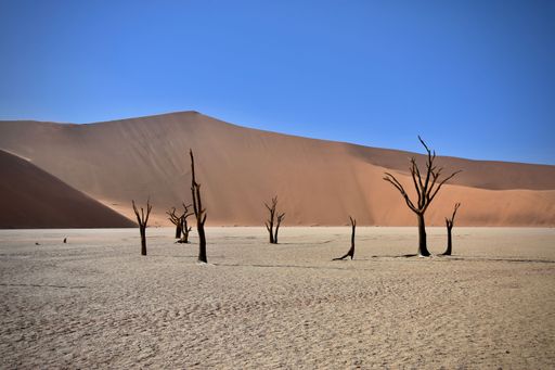 Some dry trees in the dead valley