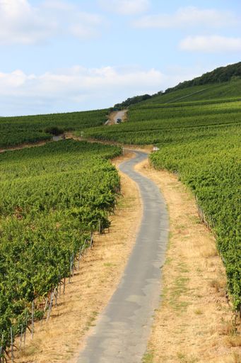 An empty path passing through green vineyards near Ruedesheim am Rhein