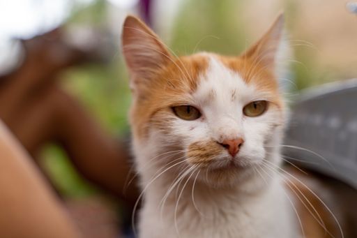 A closeup shot of a ginger cat in a garden in Marokko