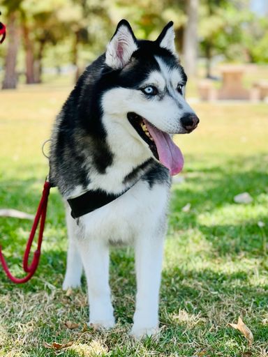 A vertical shot of a husky in a green field during the day