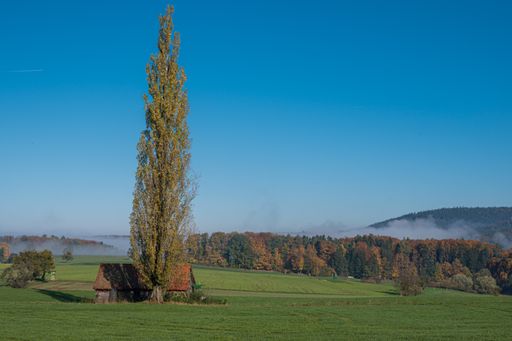 A single tree near a wooden cabin in a green field with a lot of trees under the blue sky