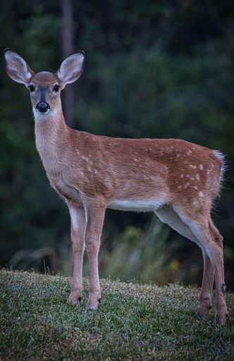 A vertical closeup shot of a spotted small brown deer on a rural field