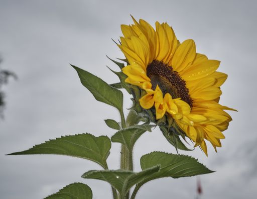 A closeup shot of a gorgeous sunflower in a blurred gray background