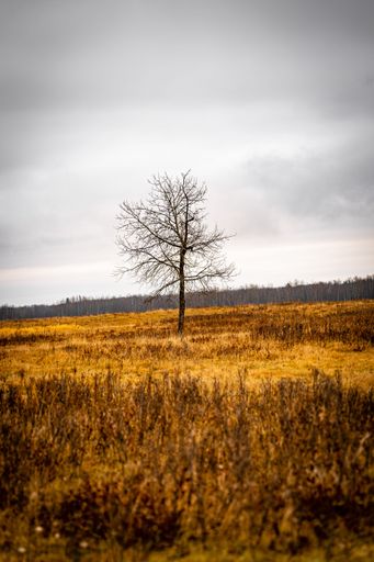 A vertical shot of a tree in the field under a cloudy sky