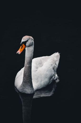 A vertical shot of a mute swan (Cygnus olor)