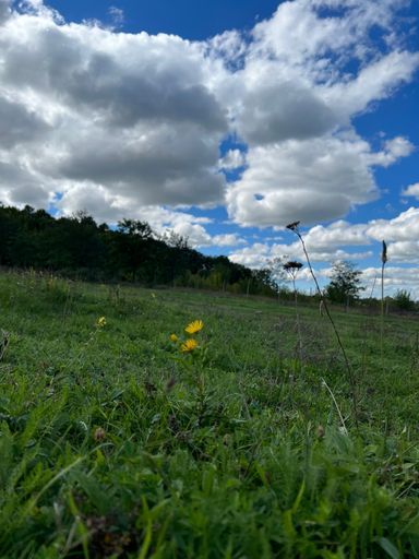 A beautiful view field with plants and fresh grass under the blue cloudy sky
