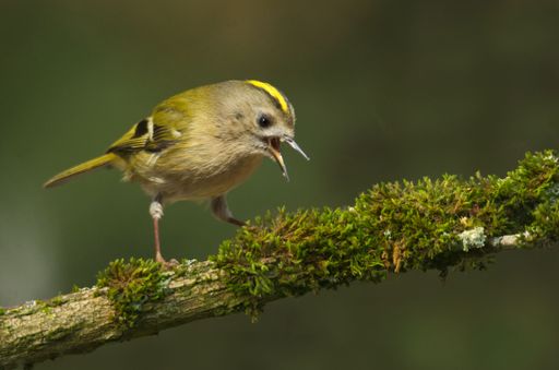 A closeup shot of a small Goldcrest, standing on a tree branch covered with moss, with blurred surrounding