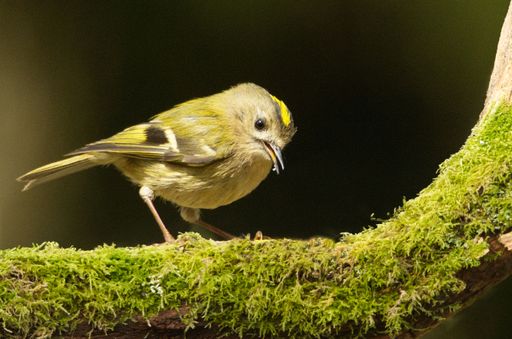 A side view of a small Goldcrest, standing on a tree branch covered with moss, on a dark green surrounding