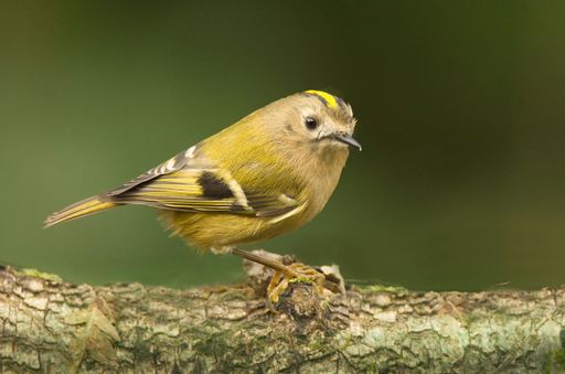 A closeup shot of a small Goldcrest, standing on a tree branch covered with moss, with blurred surrounding