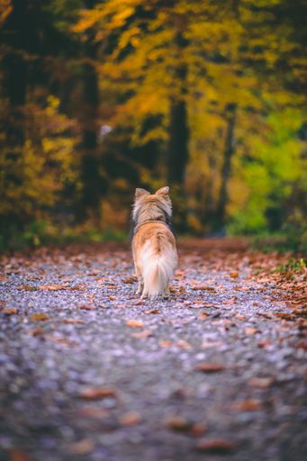 A vertical shot of a dog on a forest trail covered with fallen autumn leaves