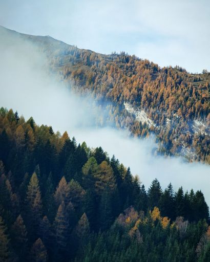 A vertical shot of the fir forest trees on a foggy day in Austria
