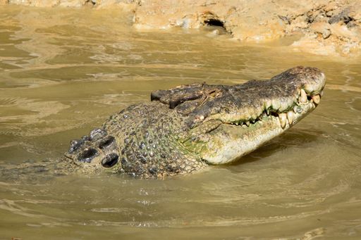 A crocodile in water with its head out