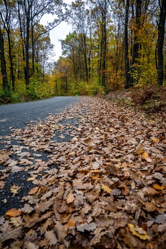 A vertical shot of an empty road amid the colorful dense autumn forest with fallen rusty leaves