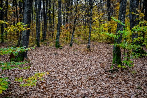 A scenic landscape of a dense forest with fallen rusty autum leaves