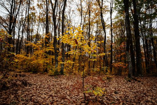 A scenic landscape of a dense forest with fallen rusty autum leaves