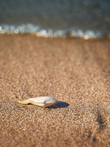 A closeup of a seashell on a sandy beach