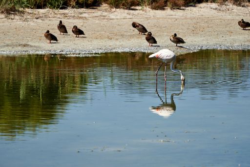 A closeup of a flamingo and ducks in the Albufera Natural Park of Valencia, Spain