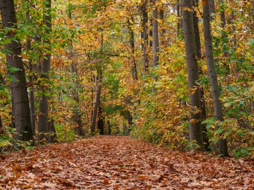 A scenic autumnal forest with a picturesque trail lined with lush green trees and fallen leaves, Bocholt, Germany