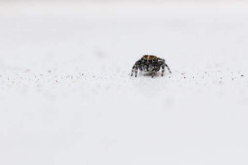 A selective focus shot of a Jumping spider