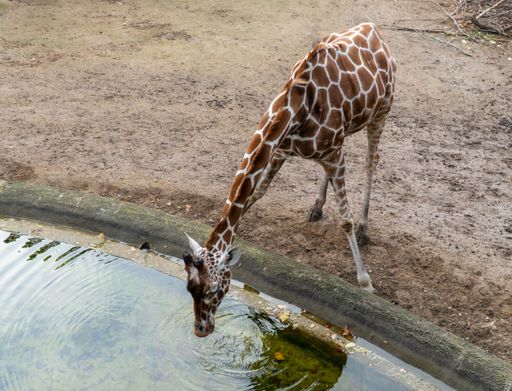 A closeup shot of a giraffe calf, drinking water from a pond in the muddy field