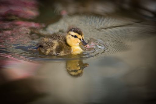A closeup shot of a baby duck swimming in the pond
