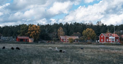 A wide shot of Swedish traditional houses in Farm with sheep and cows.in stendorren nature reserve