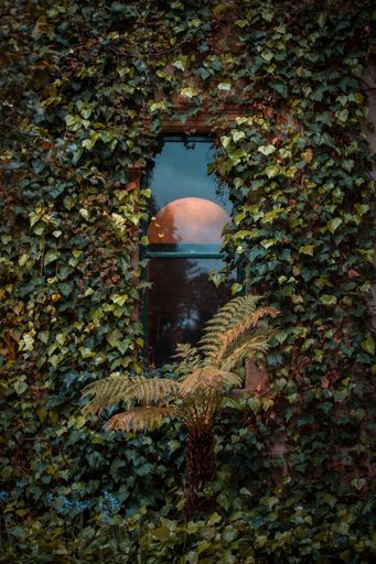 A building covered with plants and vines with a single window