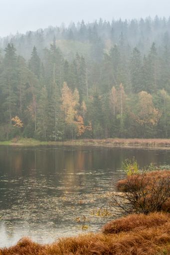 A vertical shot of a lake in the middle of a foggy forest during the early morning