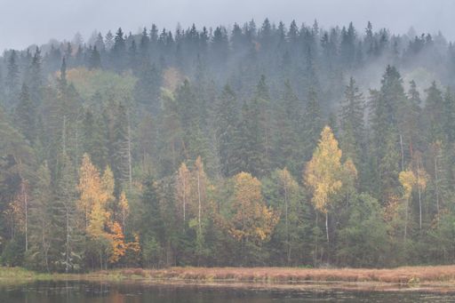 A foggy afternoon in the forest with tall trees