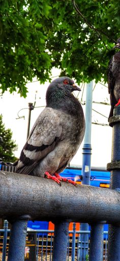 A vertical shot of a pigeon resting on a metallic tube in the street looking aside