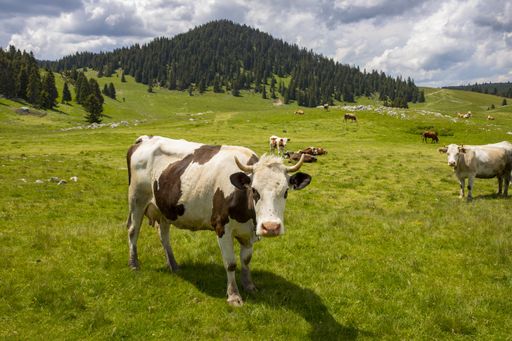 A herd of cows grazing on the pasture at daytime under a cloudy sky