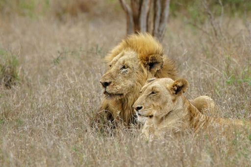 A beautiful shot of a lion couple on a rural field in Kruger National Park
