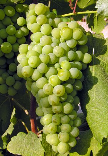 A bunch of ripe green grapes growing on a vine in bright sunshine, surrounded by vine leaves